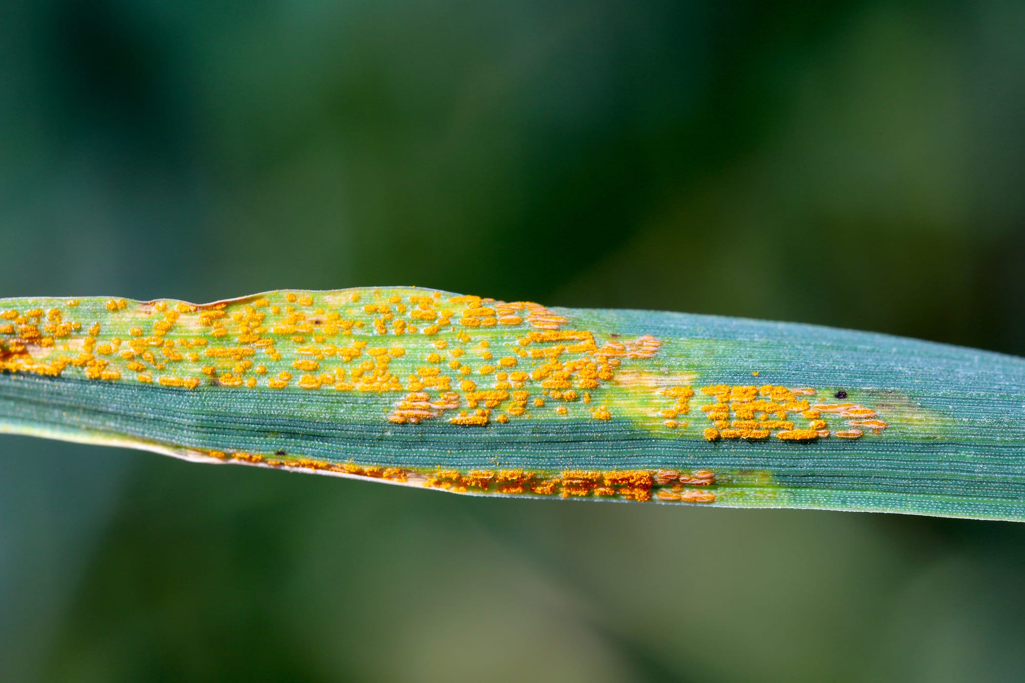 Yellow Rust